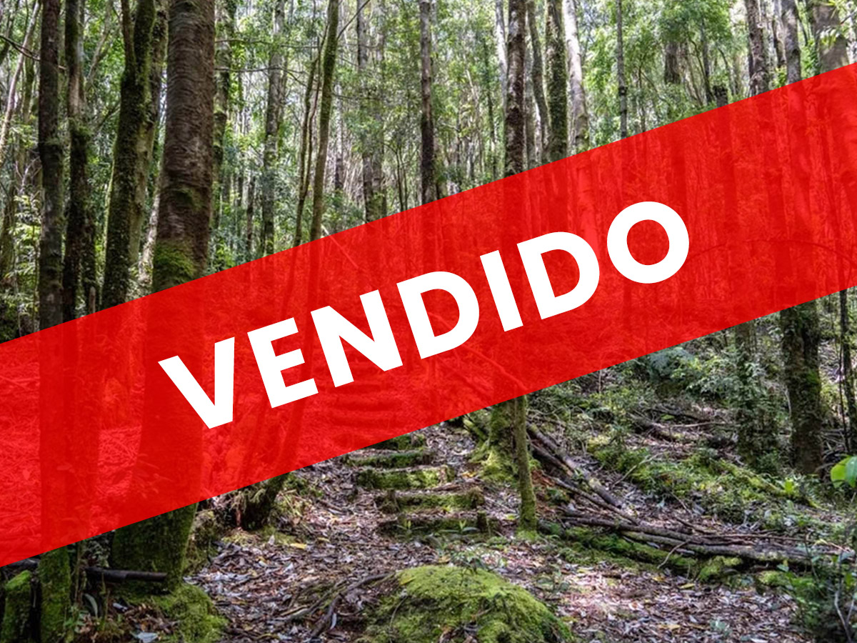 Bosques De Tepuales y Renovales De Canelo Chiloe