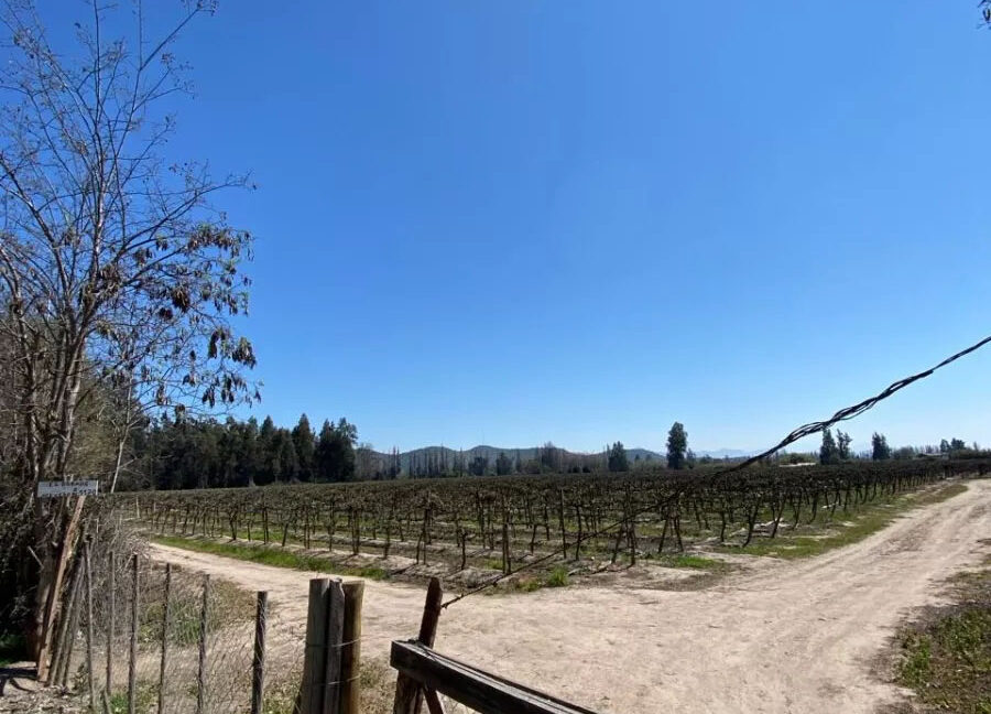 D_NQ_NP_2X_744999-MLC75196663606_032024-F-isla-maipo-lindo-campo-92-ha-con-vina-en-produccion