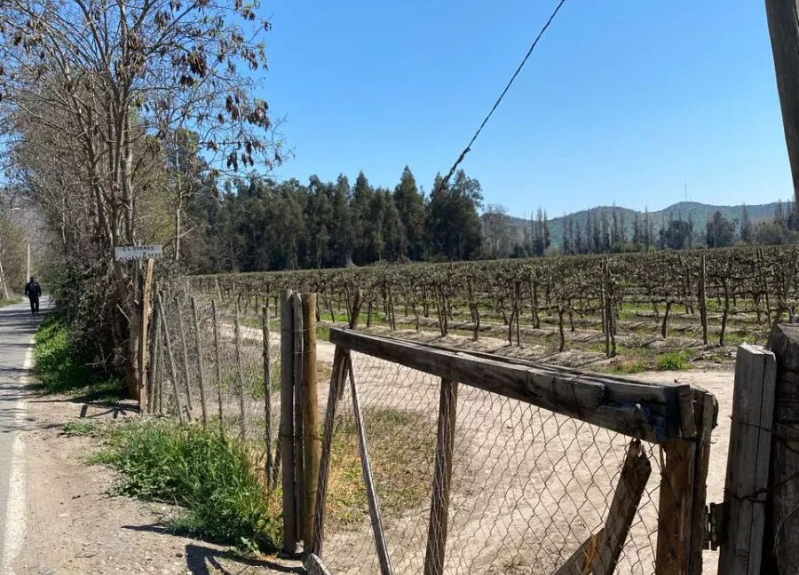 D_NQ_NP_2X_928745-MLC82532270774_032025-F-isla-maipo-lindo-campo-92-ha-con-vina-en-produccion
