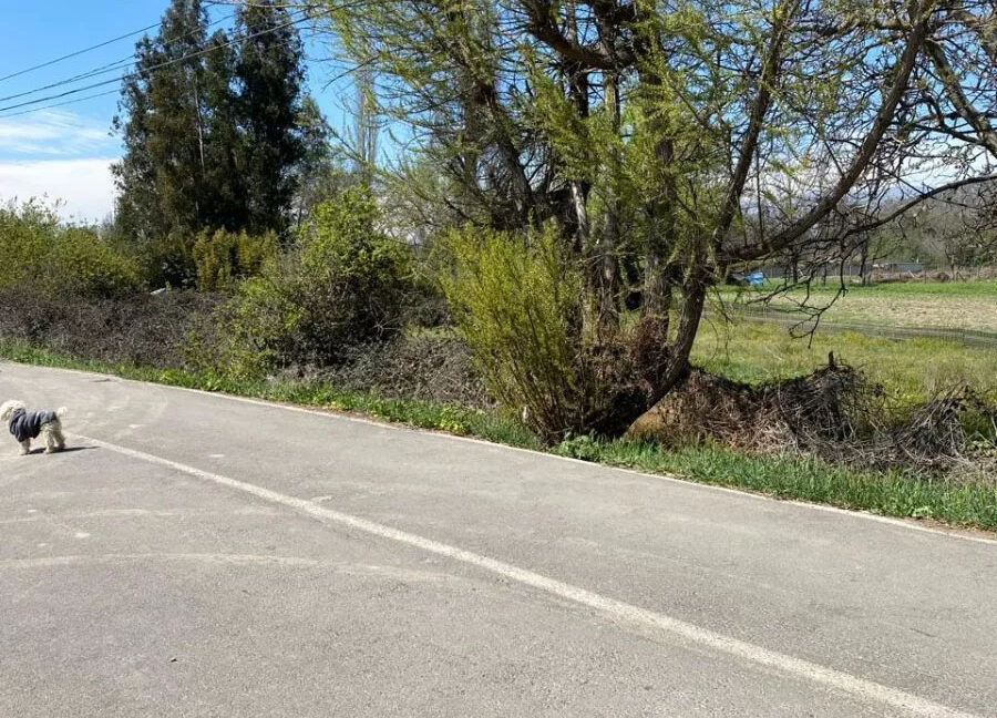 D_NQ_NP_2X_944708-MLC75196683442_032024-F-isla-maipo-lindo-campo-92-ha-con-vina-en-produccion